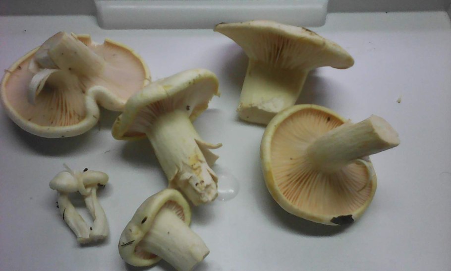 Гигрофор золотой