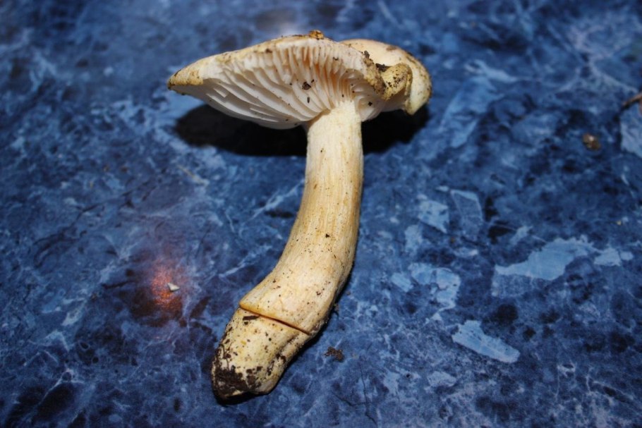 Гигрофор золотой