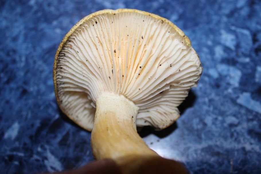 Hygrophorus chrysodon