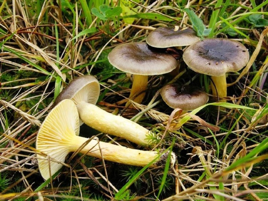 Гигрофор поздний (бурый)