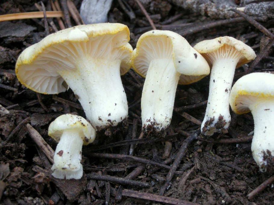 Hygrophorus chrysodon