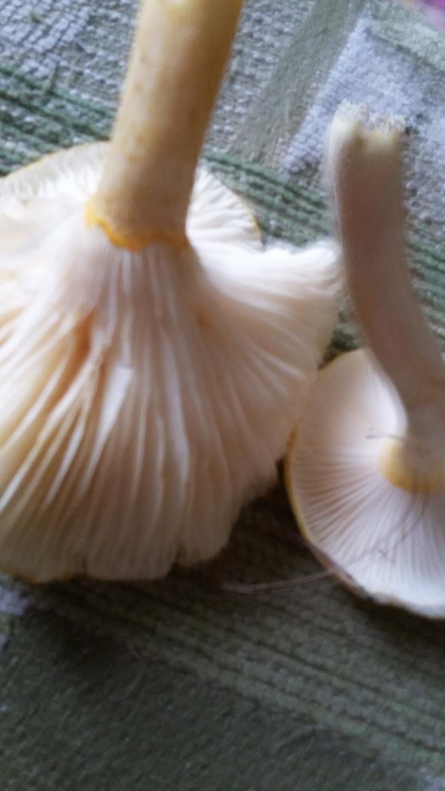 Hygrophorus chrysodon