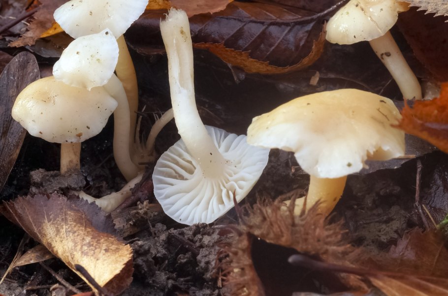 Гигрофор бурый гриб