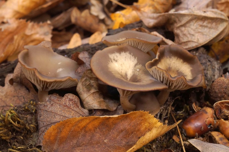 Гигроцибе пёстрая гриб