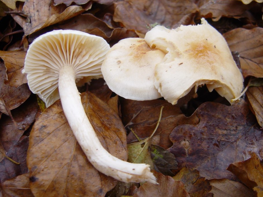 Гигрофор букововидный