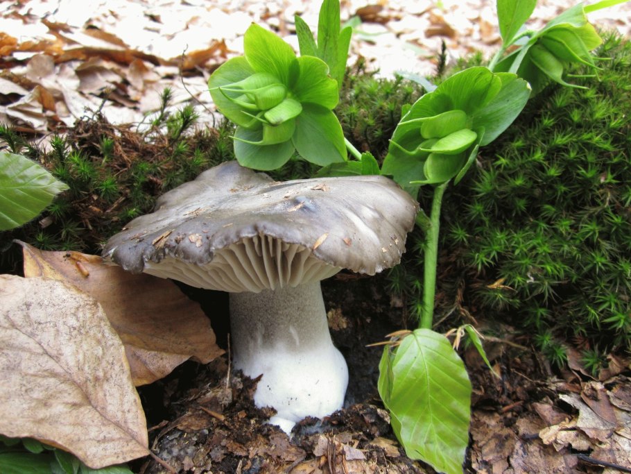 Рядовки гигрофоры