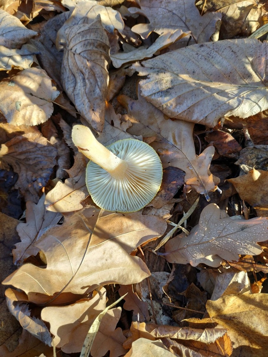 Гигрофор бурый съедобный гриб