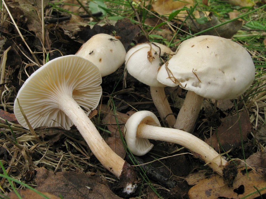 Hygrophorus hedrychii
