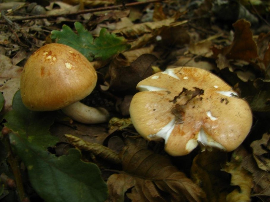 Hygrophorus nemoreus
