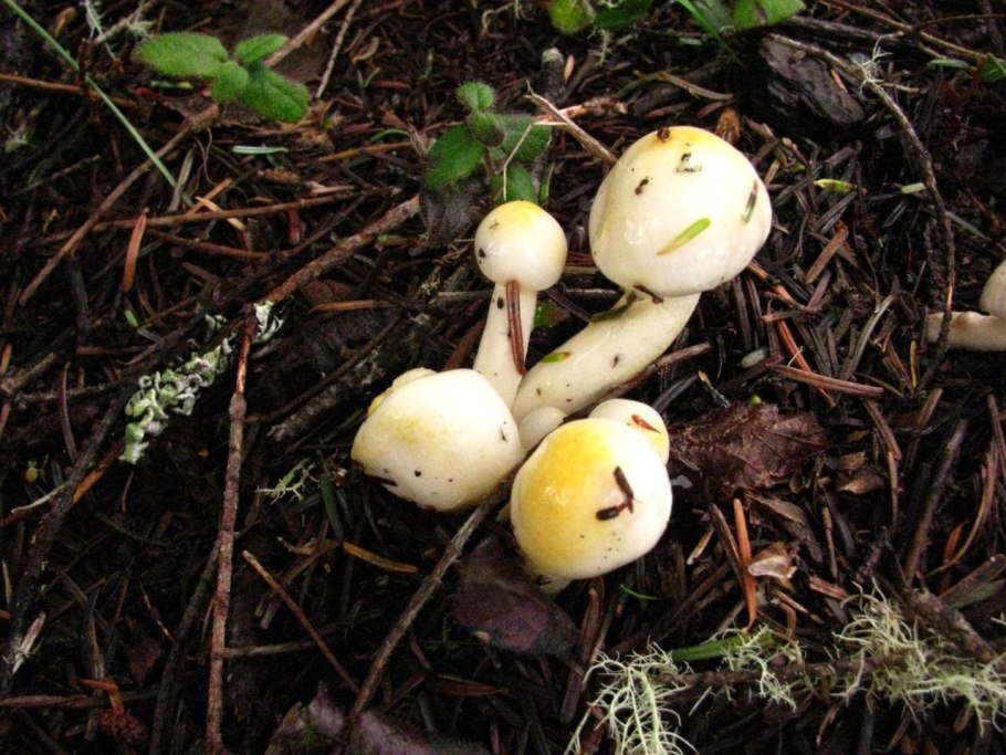 Гигрофор золотистый гриб