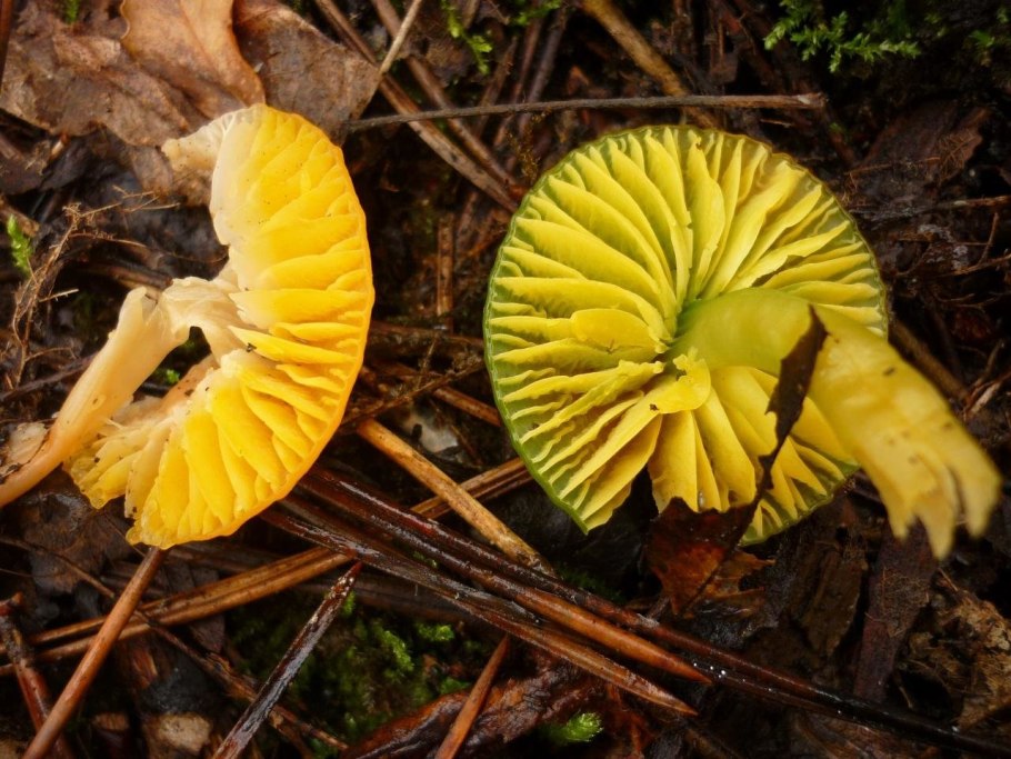 Гигрофор желтовато-белый