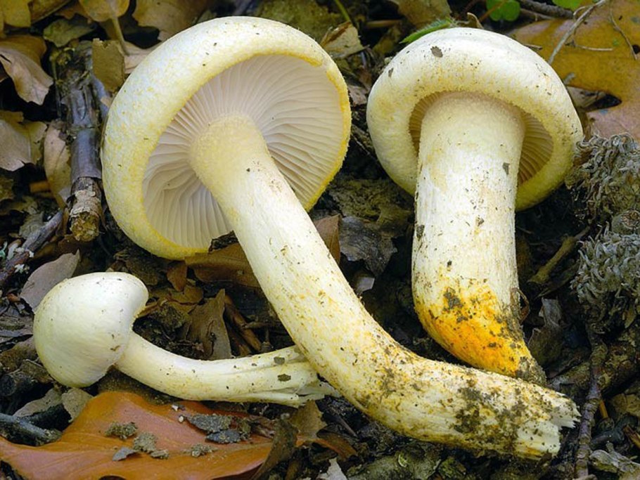 Гигрофор золотистый гриб