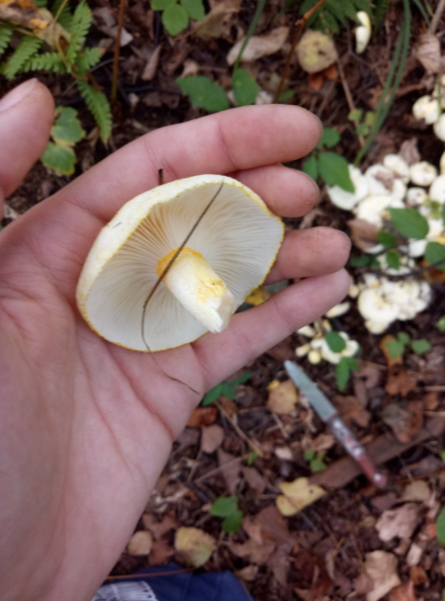 Гигрофор золотой