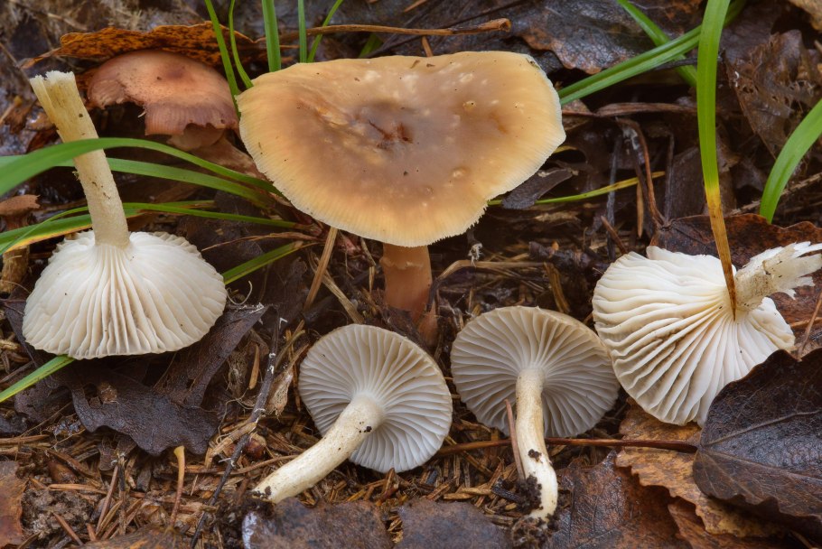 Гигрофор Луговой