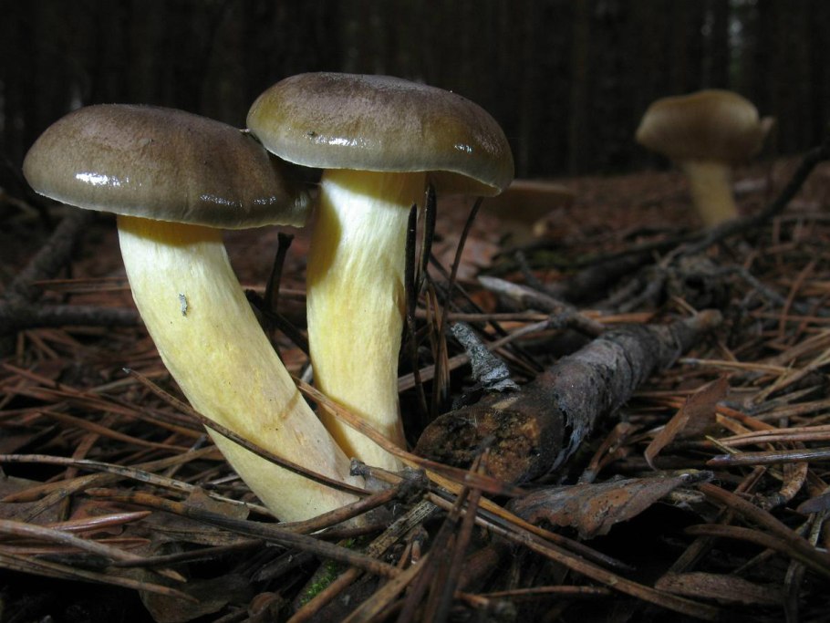 Грибы мокруха Болотная