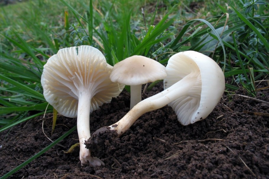 Hygrophorus lucorum