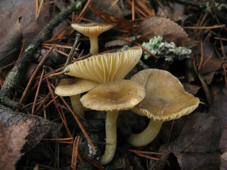 Hygrophorus chrysodon