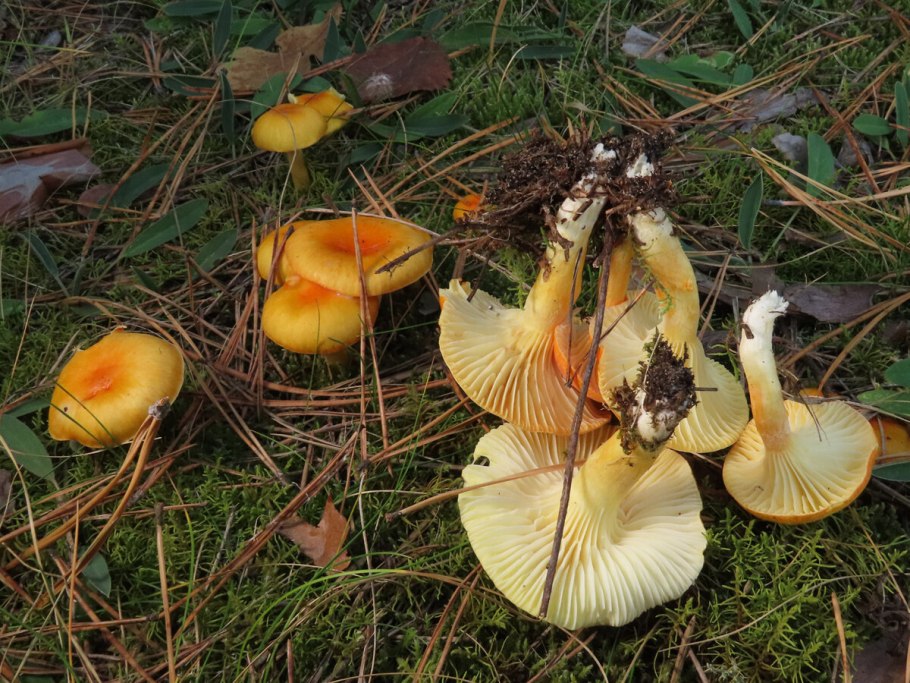 Гигрофор золотистый гриб