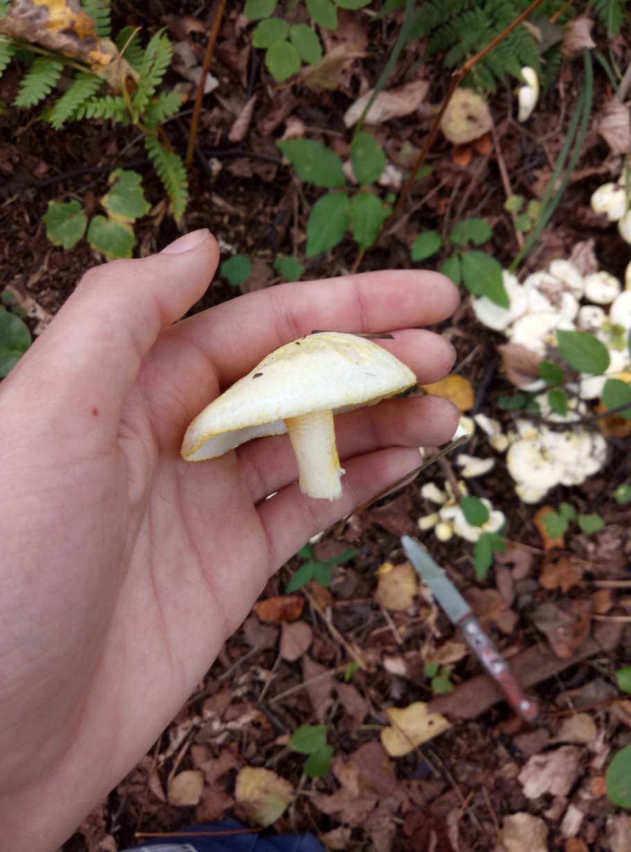 Гигрофор золотистый фото