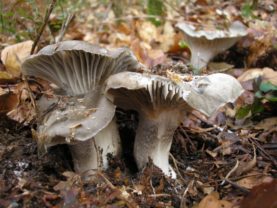 Гриб гигрофор Луговой