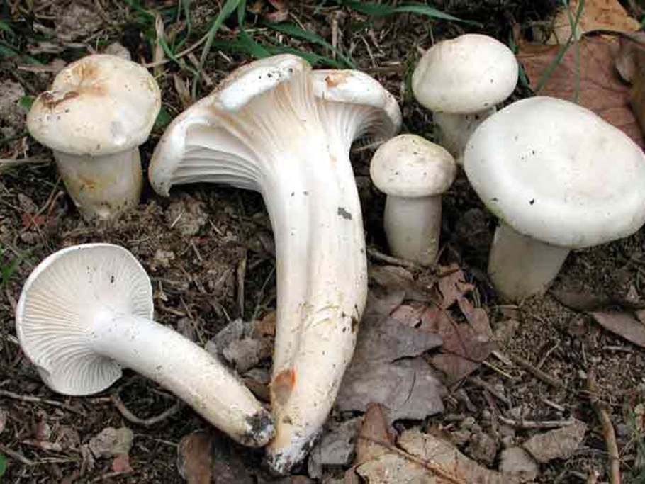 Гигрофор золотистый гриб