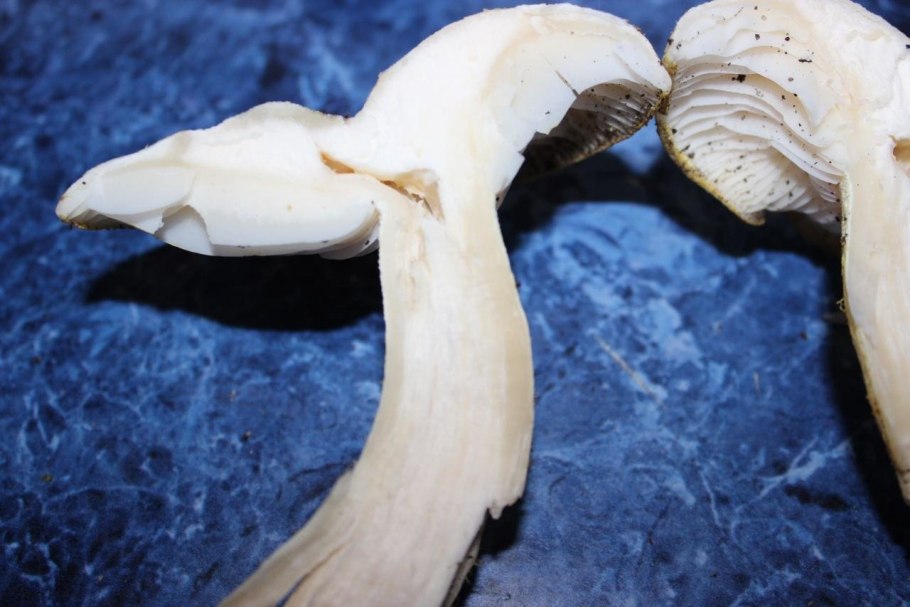 Гигрофор поздний (бурый)