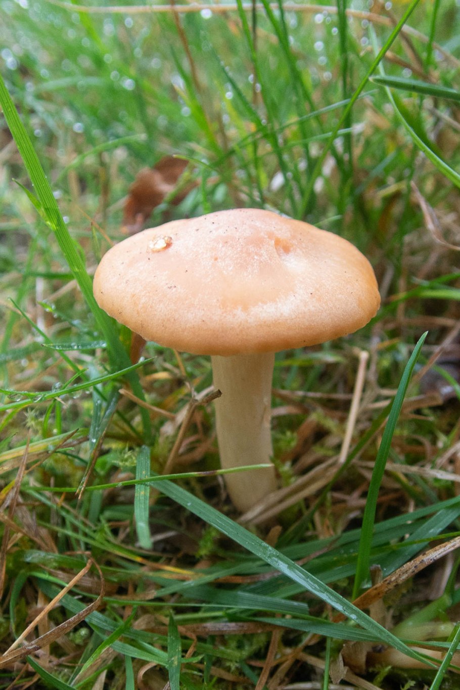 Гигрофор дисковидный Hygrophorus