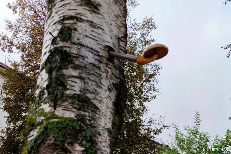 Белый гриб переросший