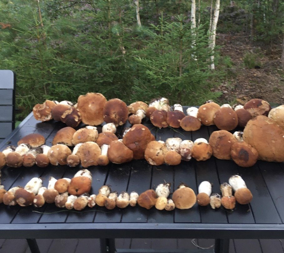 Много грибов