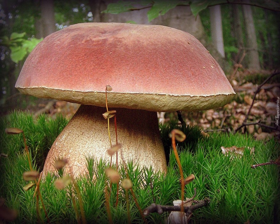 Psilocybe Cubensis рисунок