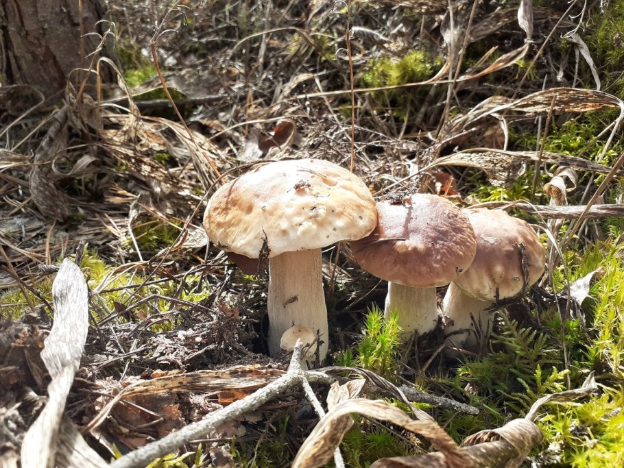 Ложнодождевик порховковый