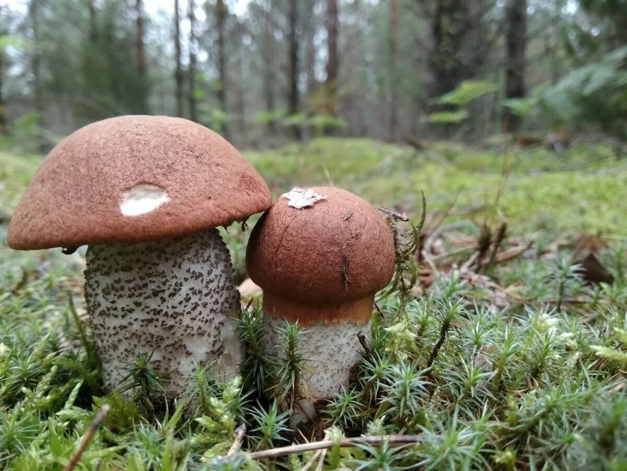 Подосиновик сосновый