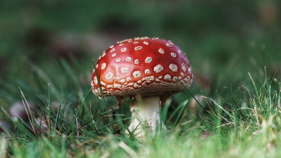 Мухомор желтоножковый