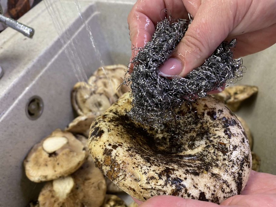 Поляна мухоморов