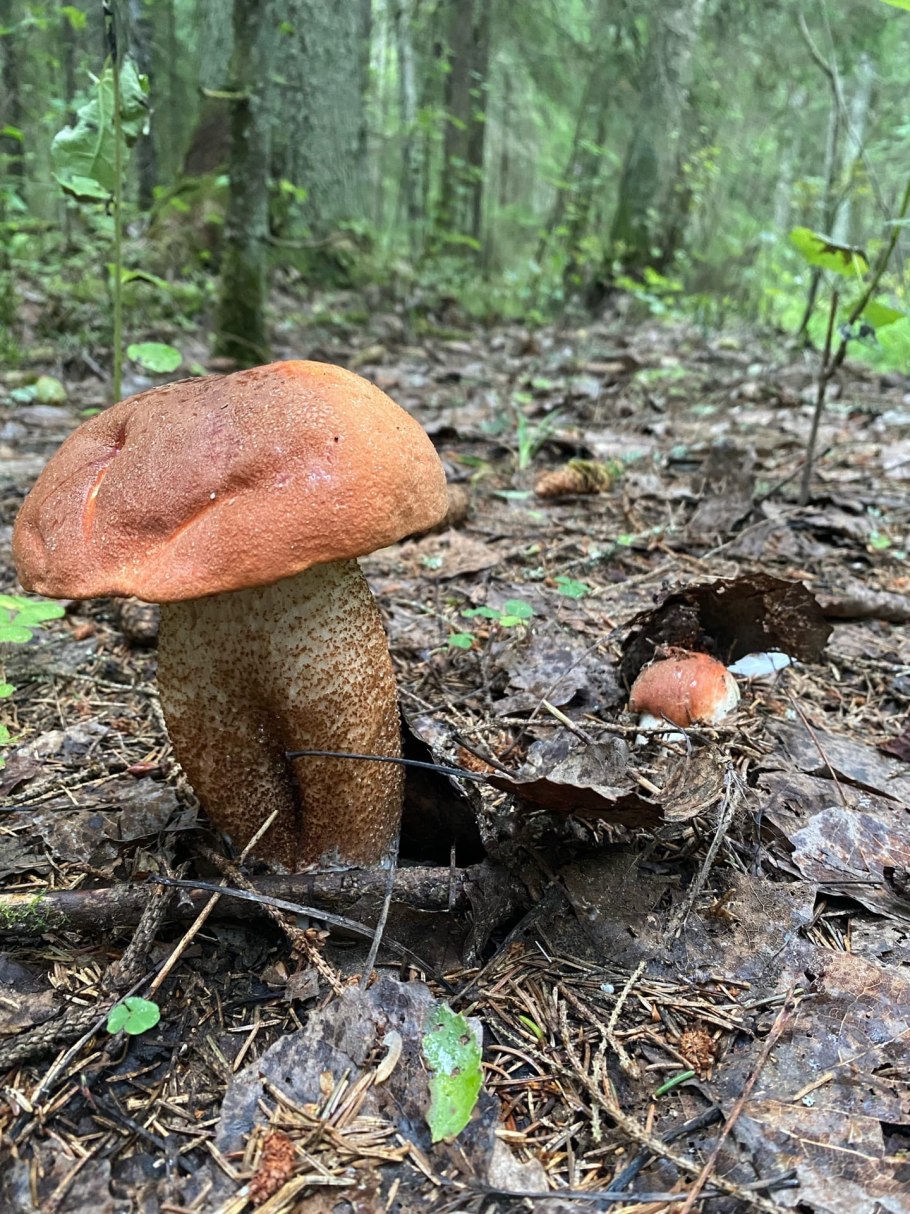 Змеиный гриб