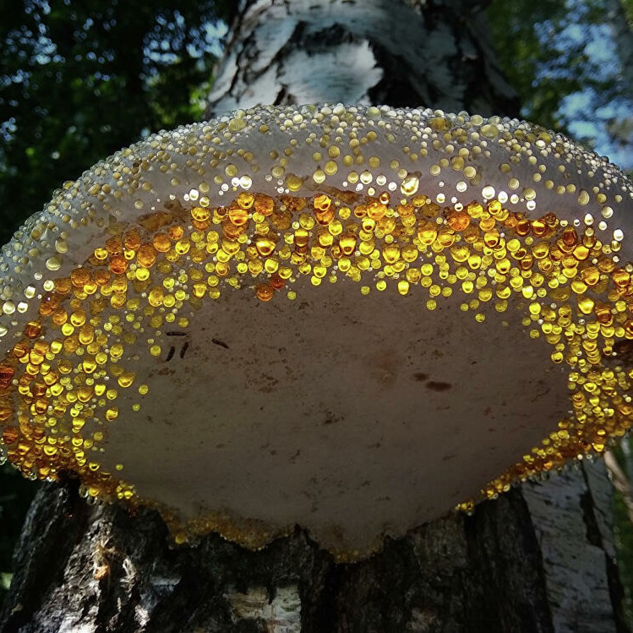 Древесные грибы