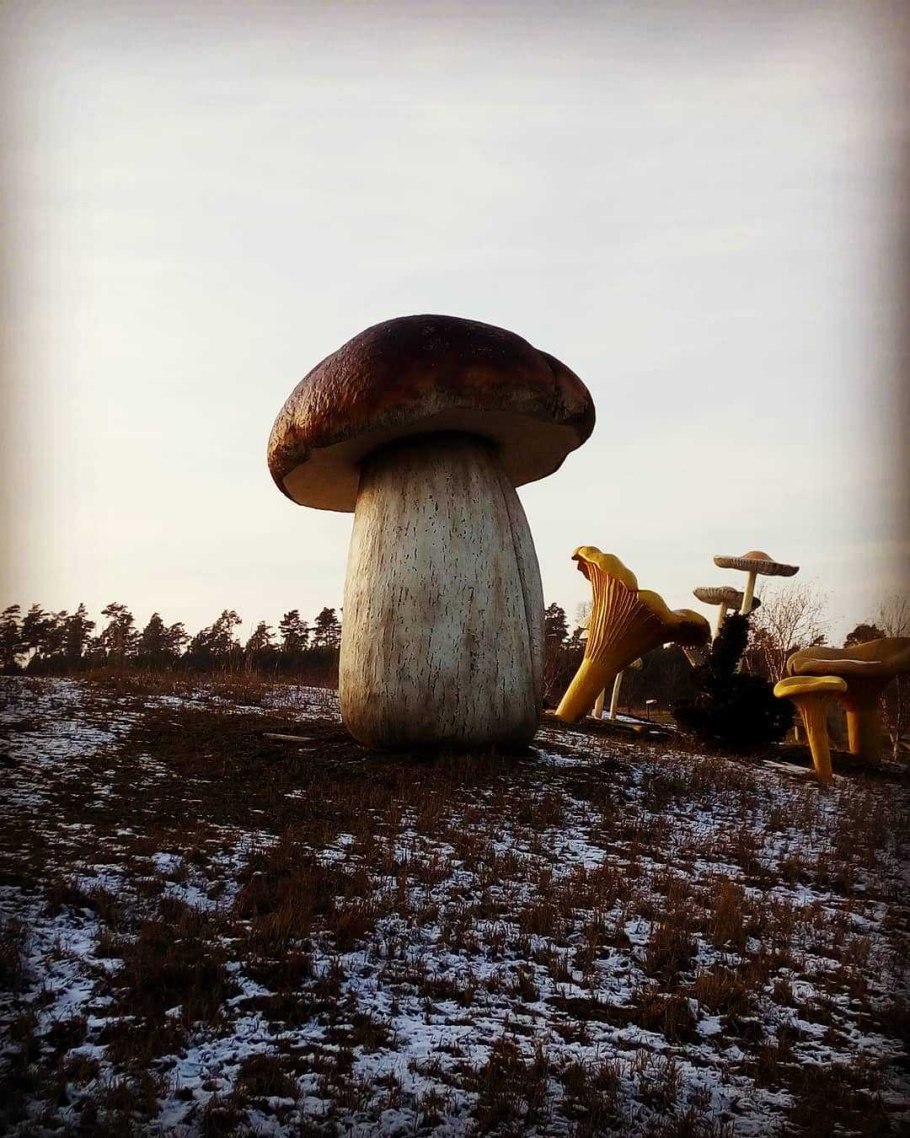 Огромные грибы