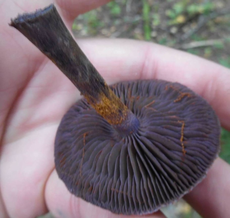 Паутинник черный