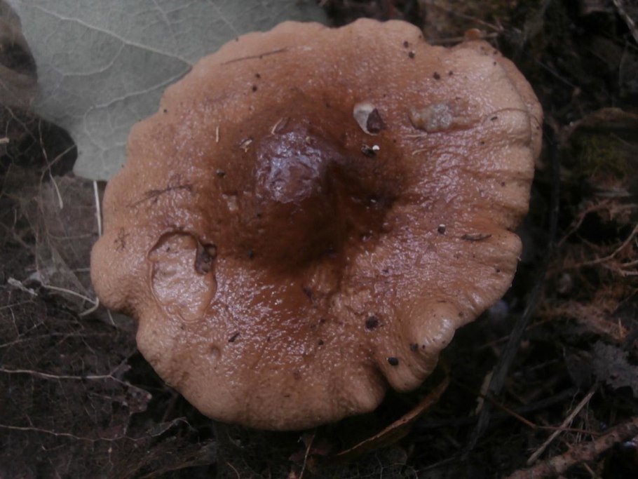 Гриб коричневый пластинчатый