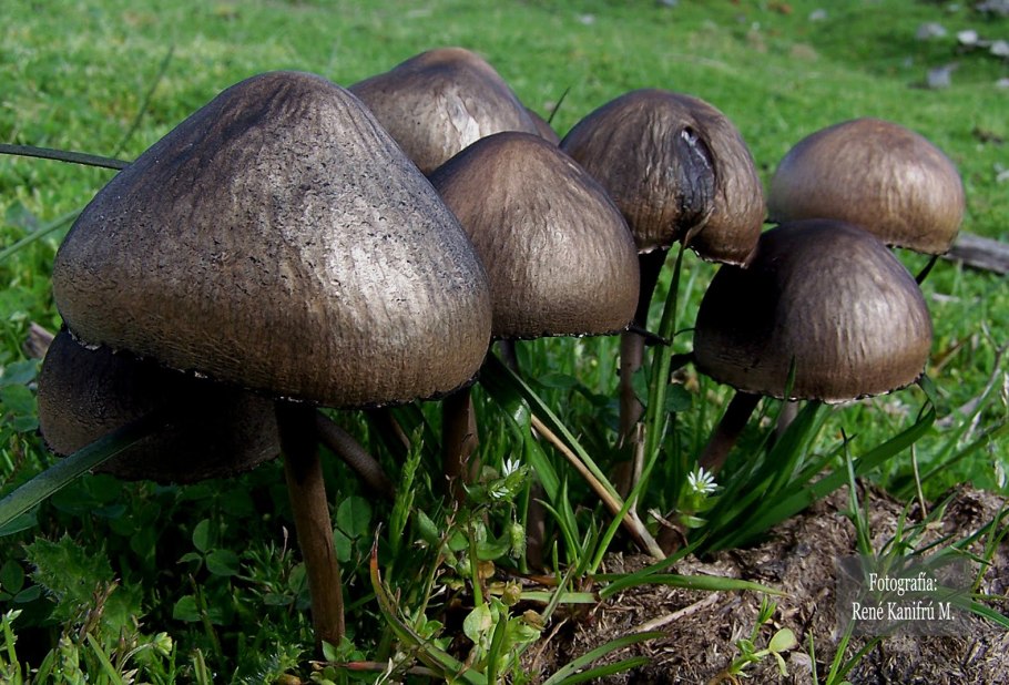 Навозник колокольчатый