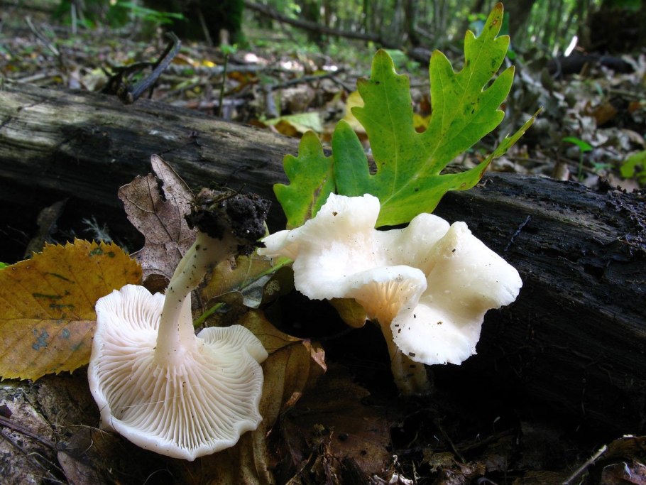 Clitocybe houghtonii