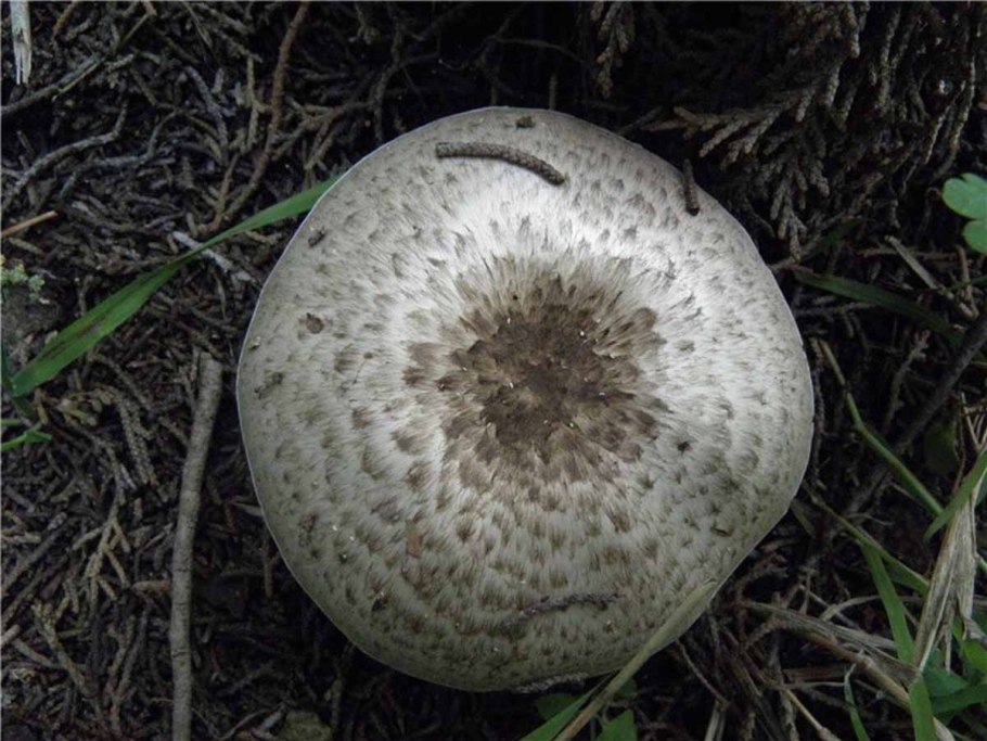 Гриб белого цвета с темными пластинками