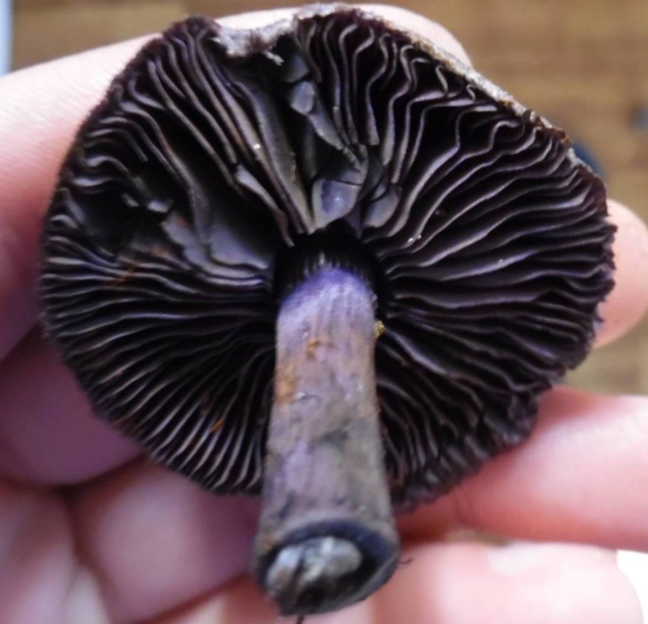 Паутинник черный