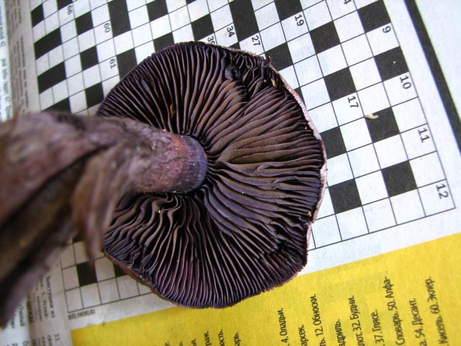 Черный пластинчатый гриб