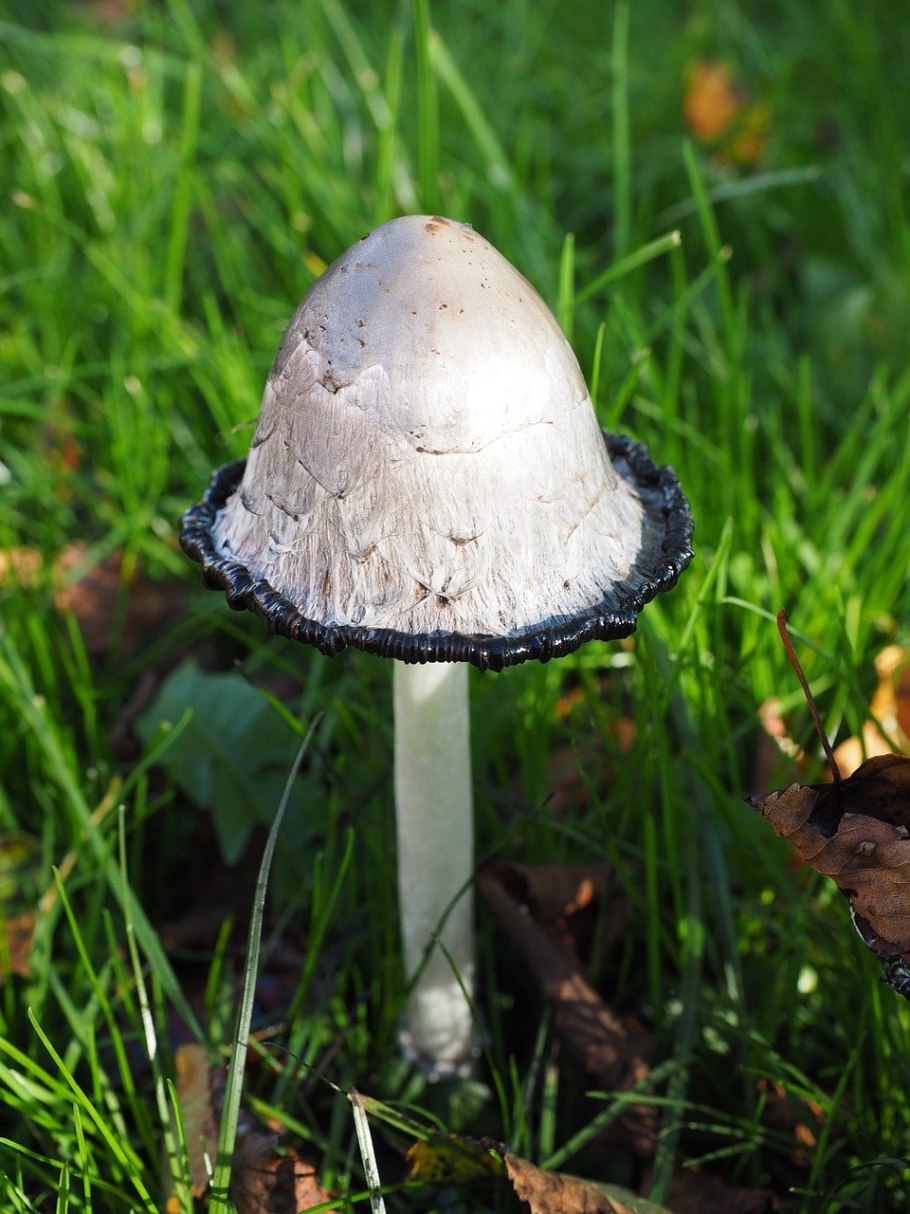 Навозник белый Coprinus comatus