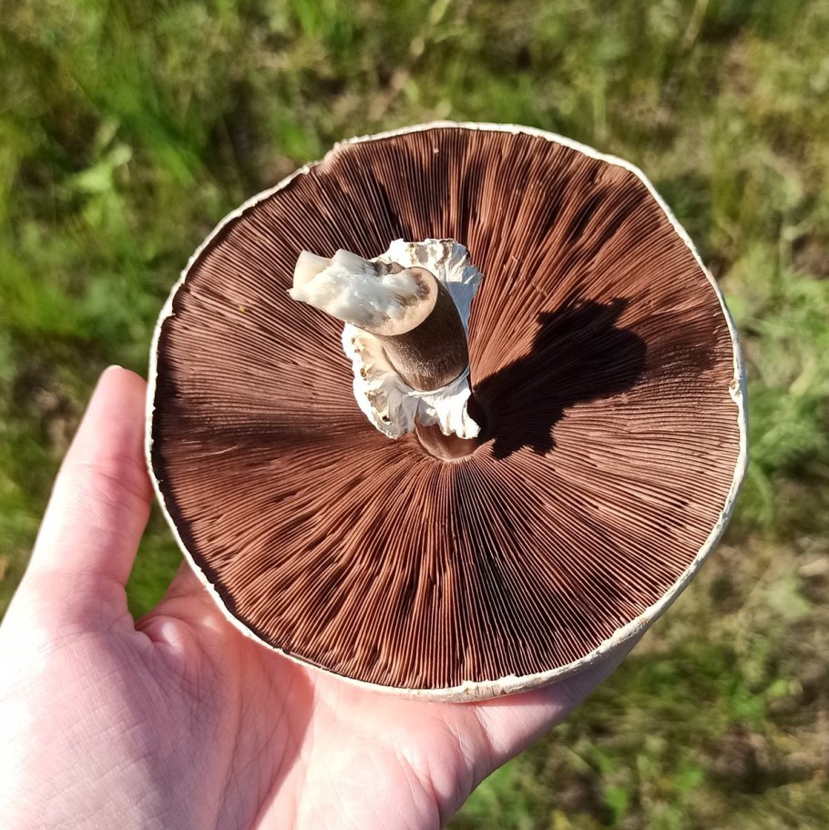 Грибы с коричневыми пластинками