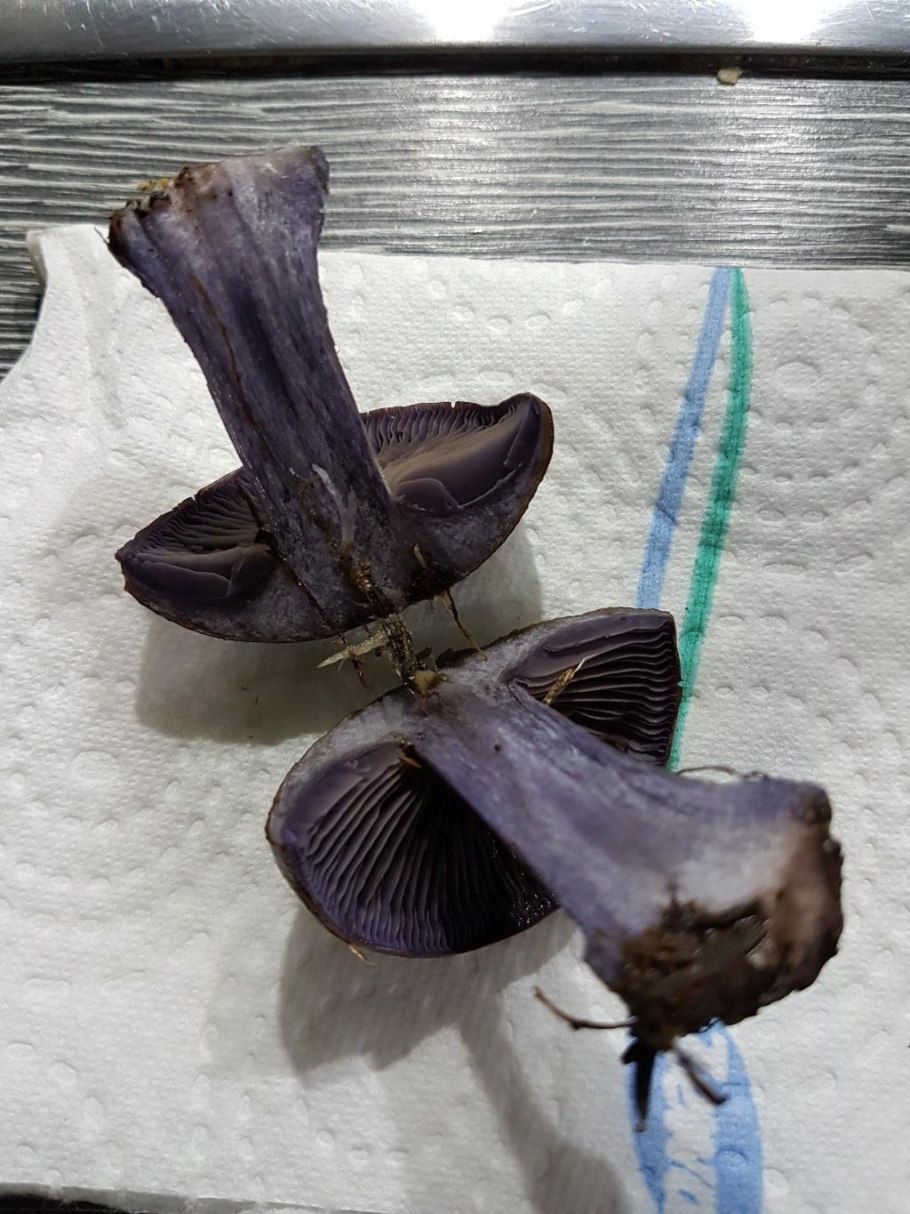 Паутинник багряный Cortinarius PURPURASCENS