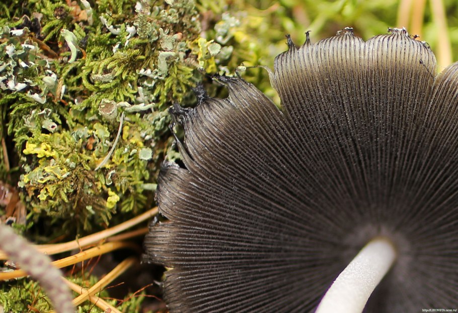 Coprinus cinereus