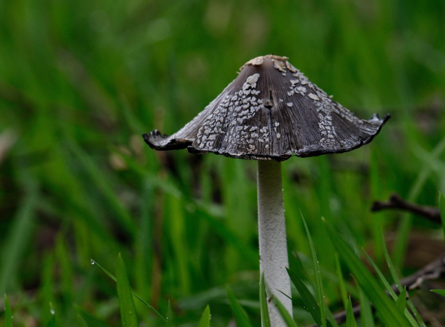 Черный мухомор