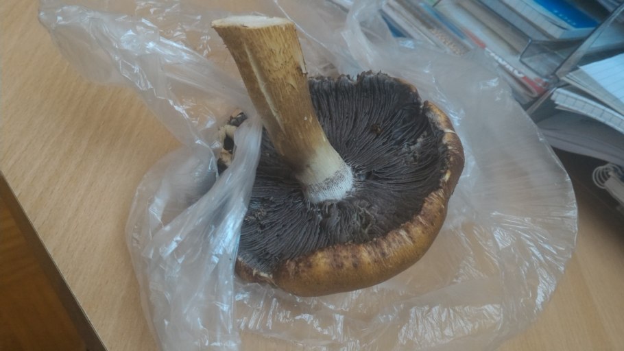 Грибы с чёрной шляпкой и чёрными пластинками